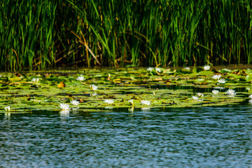 White water lilies on the water surface