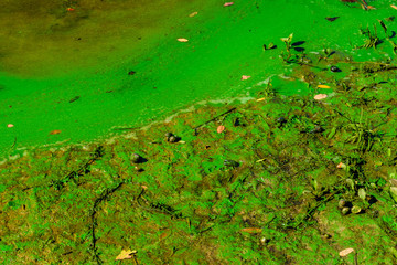 Green algae pollution on the water surface. Ecological concept