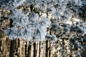 Beautiful frozen trees in winter. Hoarfrost on trees. 