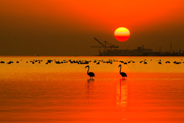 Flamingos in the sea at sunset