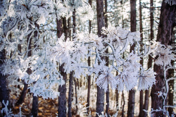 Beautiful frozen trees in winter. Hoarfrost on trees. 