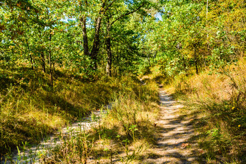 Dirt road in the forest on summer