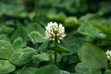 Obraz premium White clover flower on the green field. Close-up.