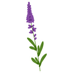 Obraz premium Trendy lavender, great design for any purposes. Color background. Graphic vector art. Colorful illustration. Lavender icon. Natural card design. Isolated illustration white background.