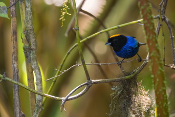 Golden-crowned Tanager - Iridosornis rufivertex, beautiful colored tanager from western Andean slopes, Yanacocha, Ecuador.