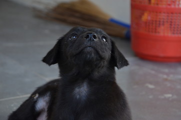 black labrador cross breed puppy