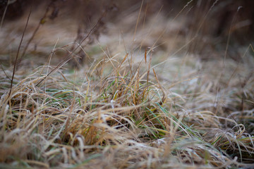 dry grass in the wind