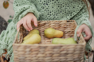 Child picking apples on farm in autumn. Little girl playing in apple tree orchard. Healthy nutrition.