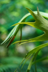 Green exotic leaf plant blurred background
