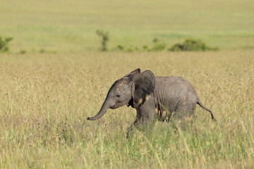Baby elephant in the african savanna.