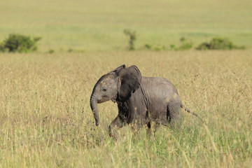 Naklejka na ściany i meble Baby elephant in the african savanna.