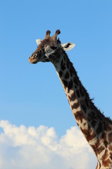Giraffe face closeup and blue sky.