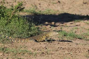 Monitor lizard in the african savanna.