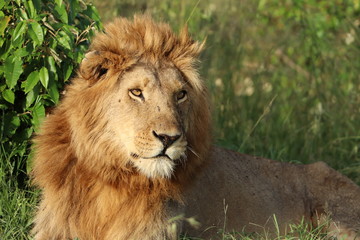 Young male lion face closeup.