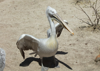 male pelican is lifting wings to display for his mate