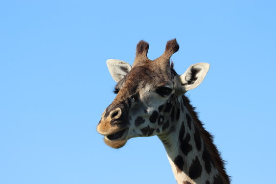 Giraffe face closeup and blue sky.