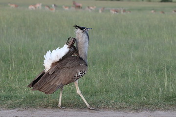Male kori bustard displaying for females.
