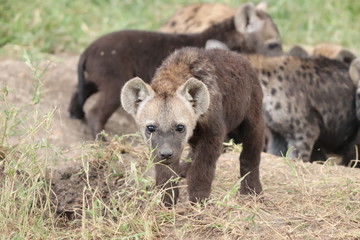 Young spotted hyena cub standing by its den.