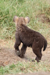 Young spotted hyena cub standing by its den.