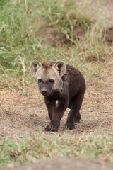 Young spotted hyena cub standing by its den.