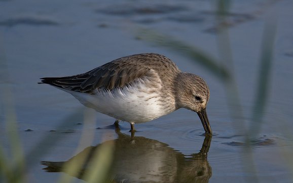 White Rumped Sandpiper