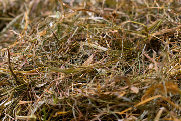 hay texture
