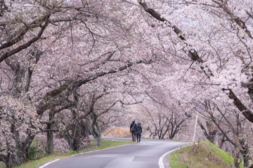 Cherry blossom tunnel on a road in the early morning