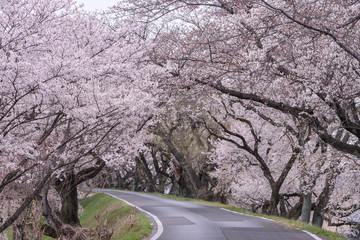 Cherry blossom tunnel on a road in the early morning