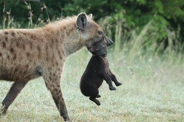 Spotted hyena mom carrying her cub.