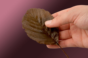 Hand holding a dry autumn leaf on a white background