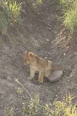 Naklejka na ściany i meble Lion cub in the savanna.