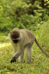 Vervet monkey in the grass of the savanna.