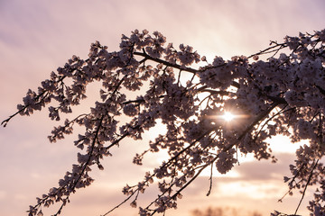 The sunset through the cherry blossoms