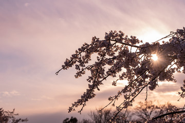 The sunset through the cherry blossoms