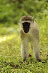 Naklejka na ściany i meble Vervet monkey in the grass of the savanna.