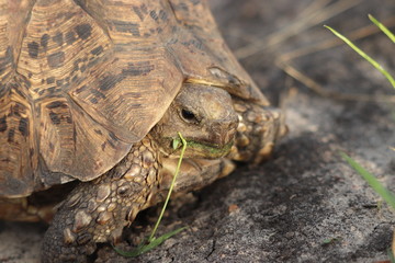 Leopard tortoise head closeup, in the savanna.