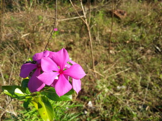 Vinca rosea belongs to family Apocynaceae. The common names of the herb are Periwinkle Sadabahar Madagaskar Periwinkle and Rosy Periwinkle. The herb mostly grows in waste lands and sandy places.