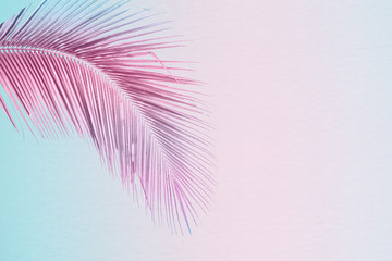 Tropical and palm leaves in vibrant gradient background. Trendy neon colors minimalist style.