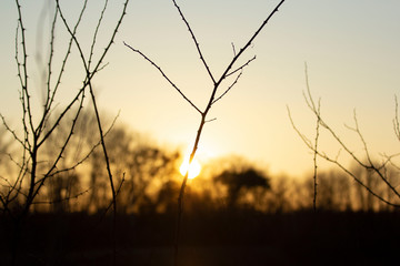 Obraz premium branches with sunset and forest in background