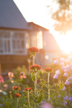 Garden flowers against wooden house in village. Sunset