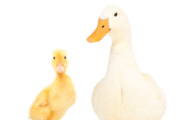 Portrait of a duck and a duckling isolated on white background