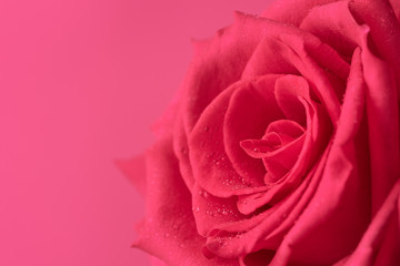Valentine's Day, Pink rose isolated on sweet background. Message for Women's Day, Wedding. Copy space.