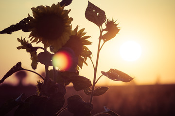 silhouette of sunflowers