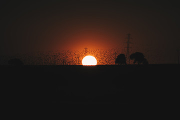 Obraz premium black birds over sun