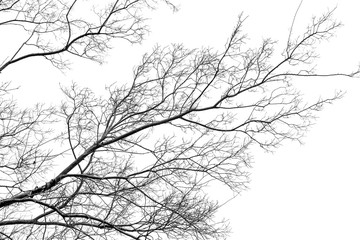  monocrome tree branch on white background