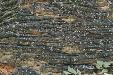 detail of large sandstone rocks