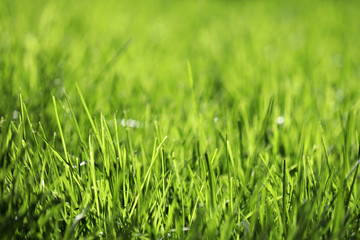 Green grass in sunlight, selective focus. Spring nature background, sunny meadow texture