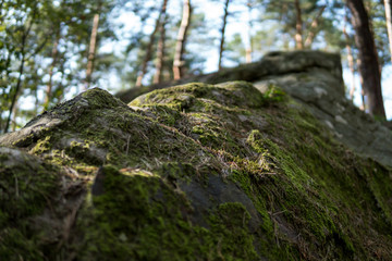 detail of moss covering sandstones