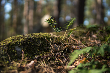 detail of small fern