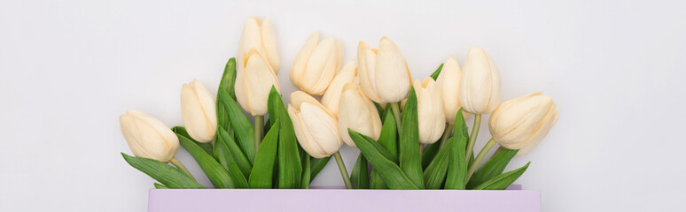 Fototapeta Top view of tulips in violet shopping bag isolated on white, panoramic shot obraz